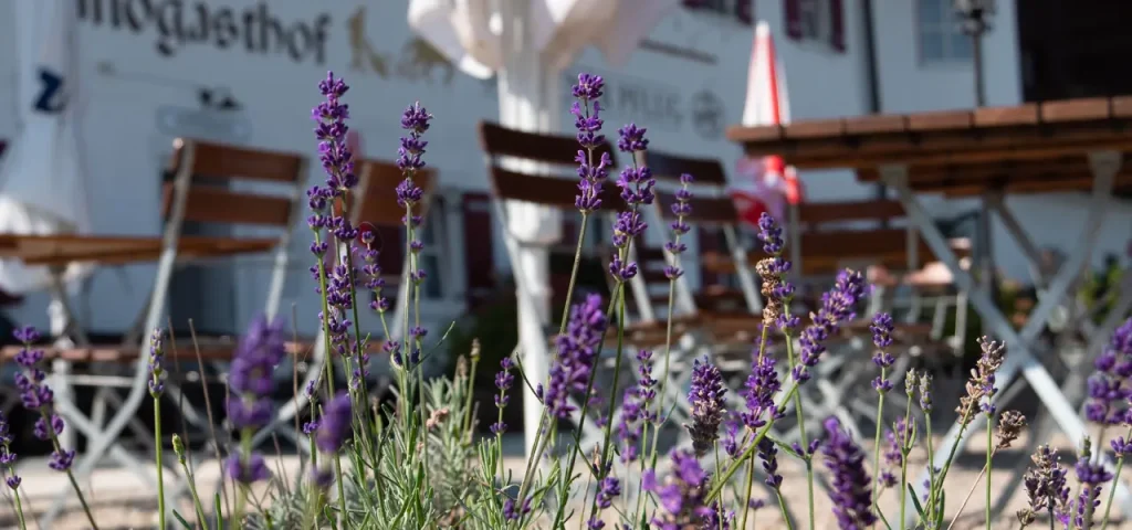 Biergarten im Gasthaus zum Goldenen Pflug - Auerbräu Festhalle